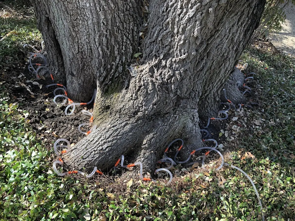 Detailed Tree Cabling and Bracing job site in Orfordville
