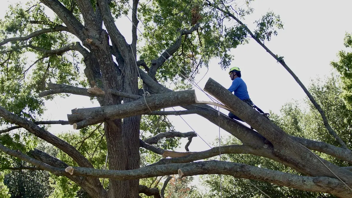 Professional Crown Thinning performed by certified arborists in Orfordville