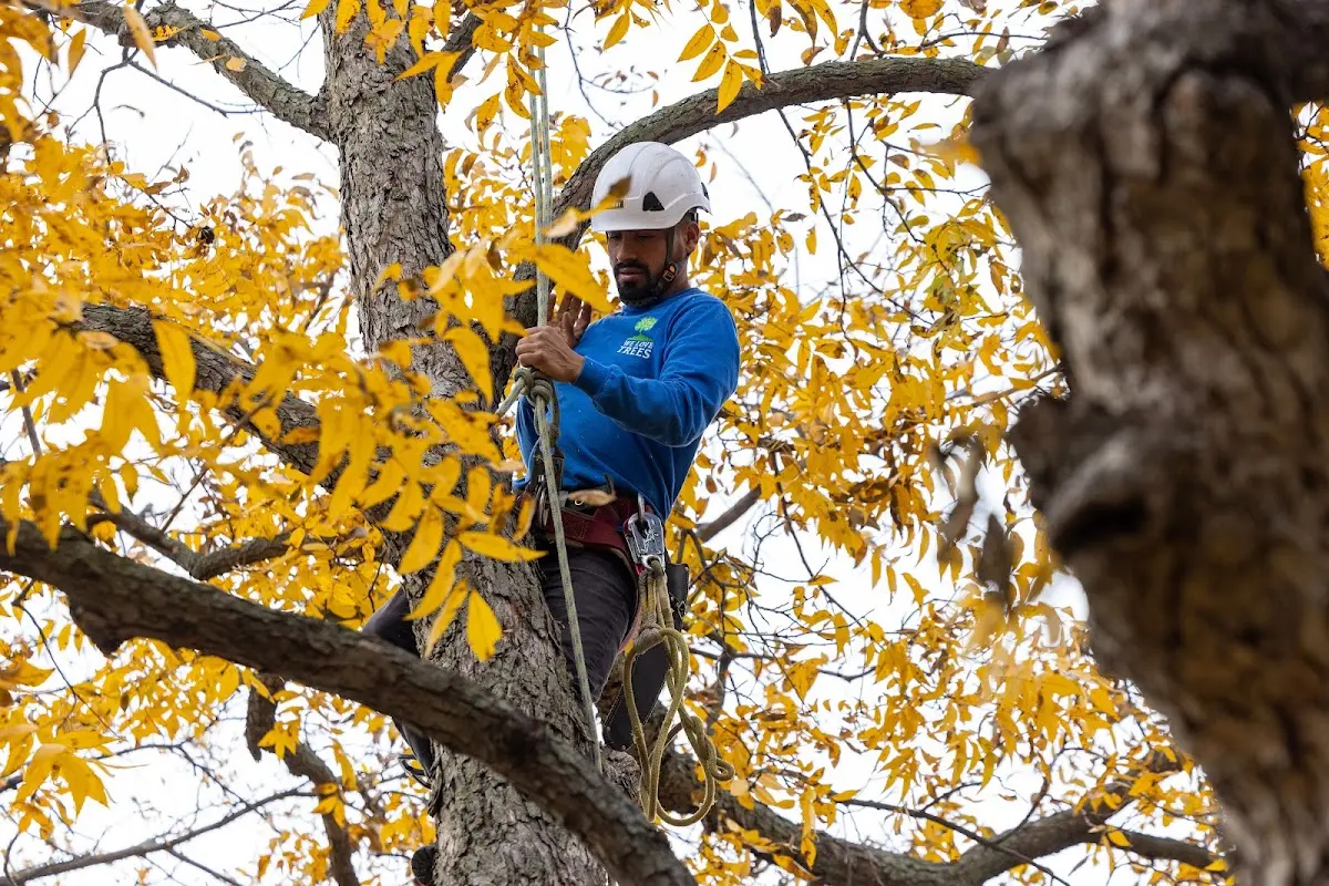 Skilled Tree Pruning crew working in Orfordville
