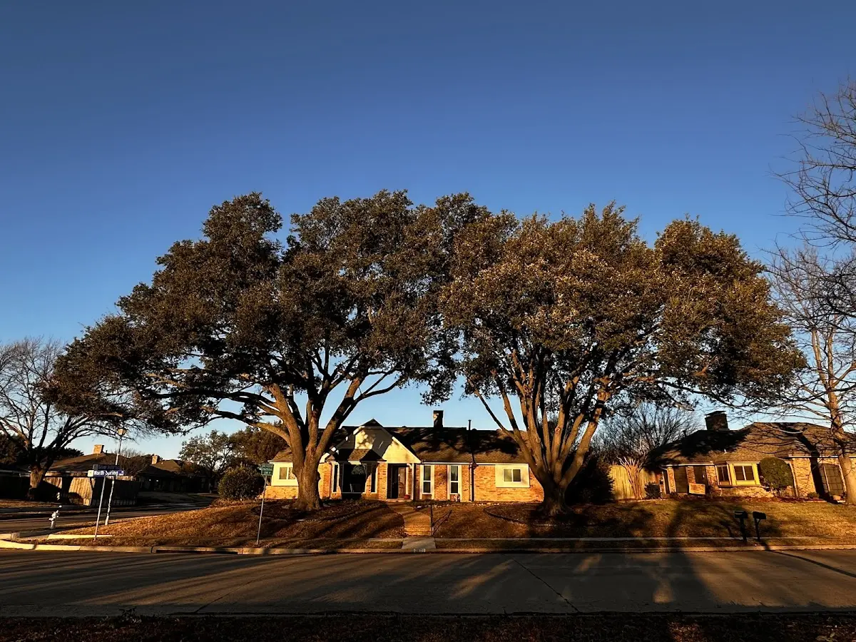 Established residential canopy tree shading a home in Orfordville